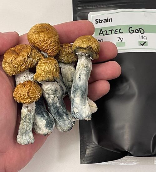 Aztec Gods Magic mushrooms